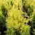 Туя ГОЛДЕН БРАБАНТ западная в Могилёве