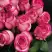 Роза КАРУСЕЛЬ чайно-гибридная в Могилёве