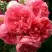 Роза РОЗАРИУМ ЮТЕРСОН плетистая в Могилёве