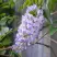 Глициния макростахия БЛЮ МУН в Могилёве