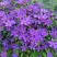 Клематис ЗЕ ПРЕЗИДЕНТ в Могилёве