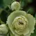 Роза ГРИН ДАЙМОНД миниатюрная в Могилёве