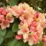 Рододендрон ФЛАУТАНДО в Могилёве