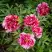 Пион РЕД ВИЗ ПИНК древовидный в Могилёве
