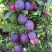 Слива БЛЮ СВИТ колонновидная в Могилёве