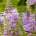 Физостегия РОЗЕЯ виргинская в Могилёве