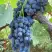 Виноград ВЕНУС в Могилёве
