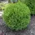 Туя ХОЗЕРИ западная в Могилёве