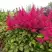 Астильба САННИ ДЕЙ гибридная в Могилёве