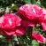 Роза ВИЕН РОУЗ чайно-гибридная в Могилёве
