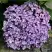 Гортензия АИША крупнолистная  в Могилёве