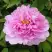 Пион ПРОЗРАЧНАЯ РОСА древовидный в Могилёве