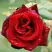 Роза ТАБУ чайно-гибридная в Могилёве