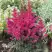 Астильба МУЛЕН РУЖ курчавая в Могилёве