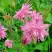 Аквилегия БАРЛОУ ПИНК гибрид МакКаны в Могилёве