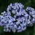 Гортензия АИША крупнолистная  в Могилёве