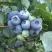 Голубика БЛЮЭТТА в Могилёве