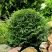 Туя ДАНИКА западная в Могилёве