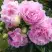 Пион ДИННЕР ПЛЕЙТ травянистый в Могилёве