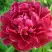 Пион КИТАЙСКИЙ ШЕЛК травянистый в Могилёве