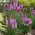 Лиатрис РОЗЕА колосковая в Могилёве