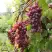 Виноград КИШМИШ ЗАПОРОЖСКИЙ в Могилёве