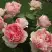 Роза ФИЛИНГ чайно-гибридная в Могилёве