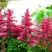 Астильба ЮНИК КАРМИН гибридная в Могилёве