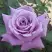Роза МАЙЗЕР чайно-гибридная в Могилёве