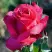 Роза ВИЕН РОУЗ чайно-гибридная в Могилёве