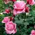 Роза ЭЙФЕЛЕВА БАШНЯ чайно-гибридная в Могилёве