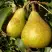 Груша ГЕНЕРАЛ ЛЕКЛЕРК в Могилёве