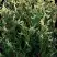 Туя ГОЛД ПЕРЛ западная в Могилёве