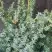Можжевельник БЛЮ АЛЬПС китайский  в Могилёве
