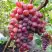 Виноград КРАСОТКА в Могилёве