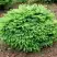 Ель НИДИФОРМИС обыкновенная в Могилёве