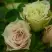 Роза ГРИН ДАЙМОНД миниатюрная в Могилёве