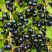 Смородина чёрная ИЗЮМНАЯ в Могилёве