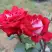 Роза АЛЬЯНС чайно-гибридная в Могилёве