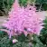 Астильба ГИАЦИНТ Арендса в Могилёве