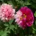 Пион ДВЕ СЕСТРЫ древовидный в Могилёве
