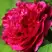 Пион НОЧНЫЕ ГРЕЗЫ древовидный в Могилёве