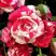 Роза ФАЙЕР ВОРКС миниатюрная в Могилёве