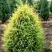 Можжевельник ГОЛД КОН обыкновенный в Могилёве