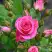 Роза ЛАВЛИ ЛИДИЯ спрей в Могилёве
