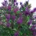 Сирень СУМЕРКИ в Могилёве