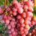 Виноград КИШМИШ КРАСНЫЙ в Могилёве