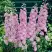 Дельфиниум ПЕТТИКОУТ гибридный в Могилёве