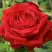 Роза СОФИ ЛОРЕН чайно-гибридная в Могилёве
