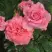 Роза ПЬЕР КАРДЕН чайно-гибридная в Могилёве